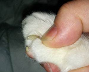 Эзофагит у кошек - воспаление пищевода: причины, симптомы, лечение