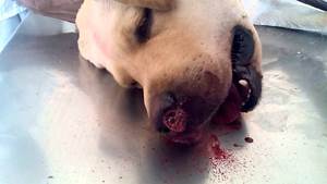У собаки понос с кровью: причины, лечение в домашних условиях