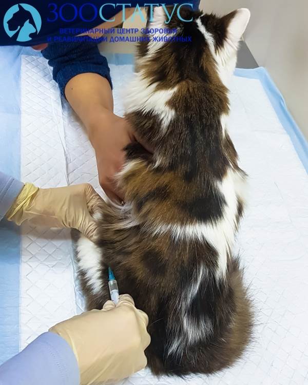 вакцинация от лейкоза кошек