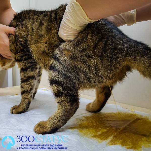 Массаж мочевого пузыря у кошки - как сделать кошке (коту) массаж мочевого  пузыря