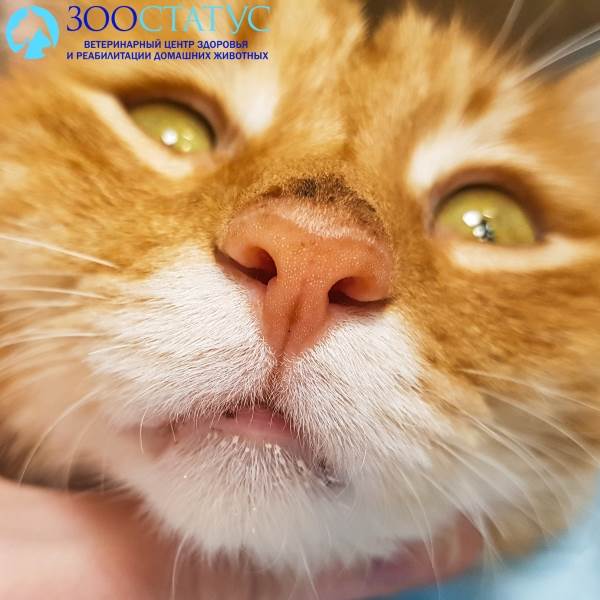 Сухой нос у кошки – Причины сухого носа у кота, ветклиника Зоостатус
