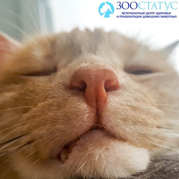Сухой нос у кошки – Причины сухого носа у кота, ветклиника Зоостатус