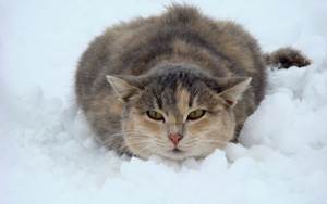 Обморожение у кошки | Ветеринарный справочник клиники Белый Клык