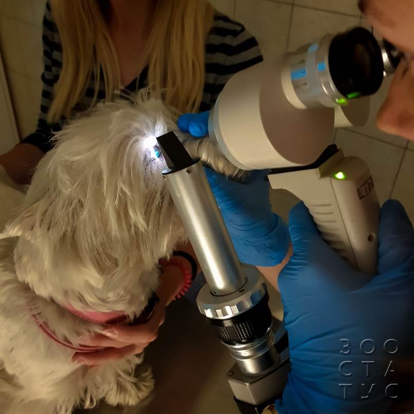 как проходит прием ветеринарного офтальмолога
