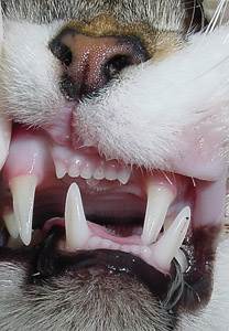 В каких случаях ветеринар рекомендует удаление зуба?