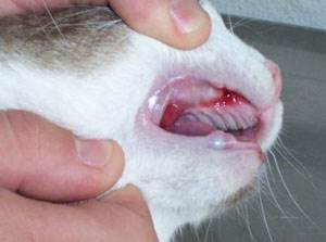 Пародонтоз (периодонтит) у кошек