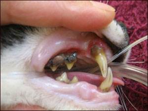 Пародонтоз у кошек: симптомы, лечение, профилактика