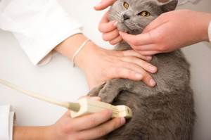 5 основных симптомов пиелонефрита у кошек: как определить и своевременно лечить