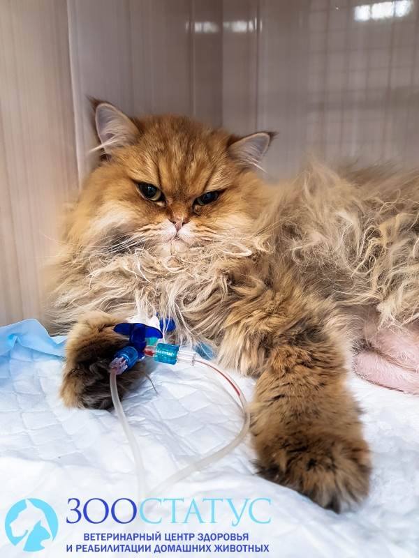 Пиометра у кошек симптомы и лечение - признаки пиометры у кошки операция в  клинике Зоостатус