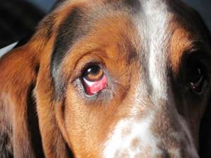 Красные глаза у собак