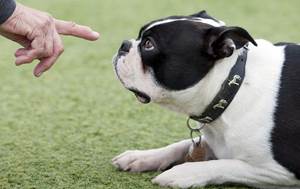 Глухота у собак: возможные причины, особенности лечения, неврологические нарушения слуха