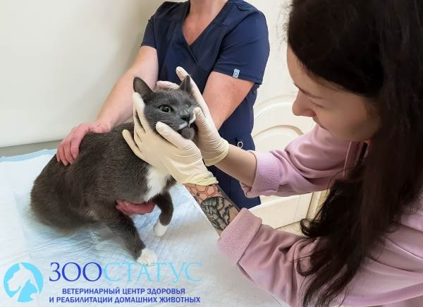 вакцинация от бешенства кошек