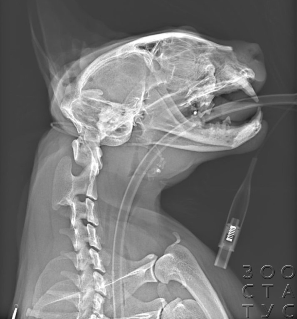 рентгеновский снимок головы кошки