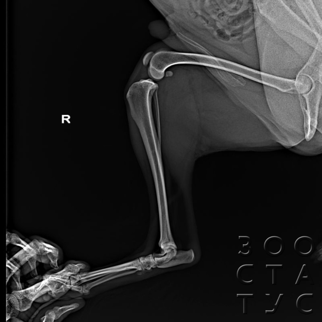 рентгеновский снимок лапы собаки