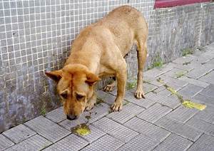 Симптом: собаку рвет пеной - лечение и возможные проблемы