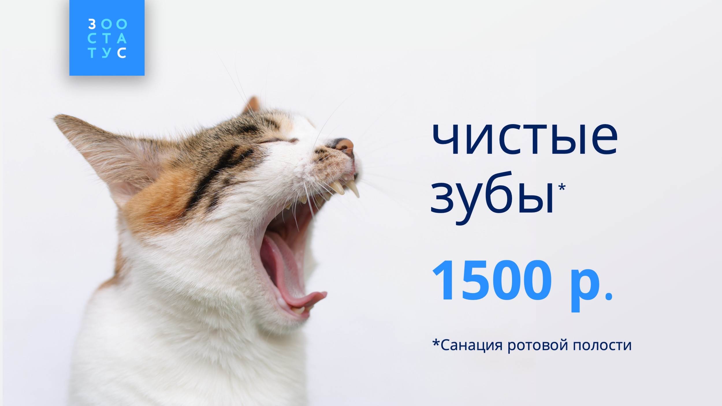 Седация для чистки зубов собакам Фото седация для животных опасна