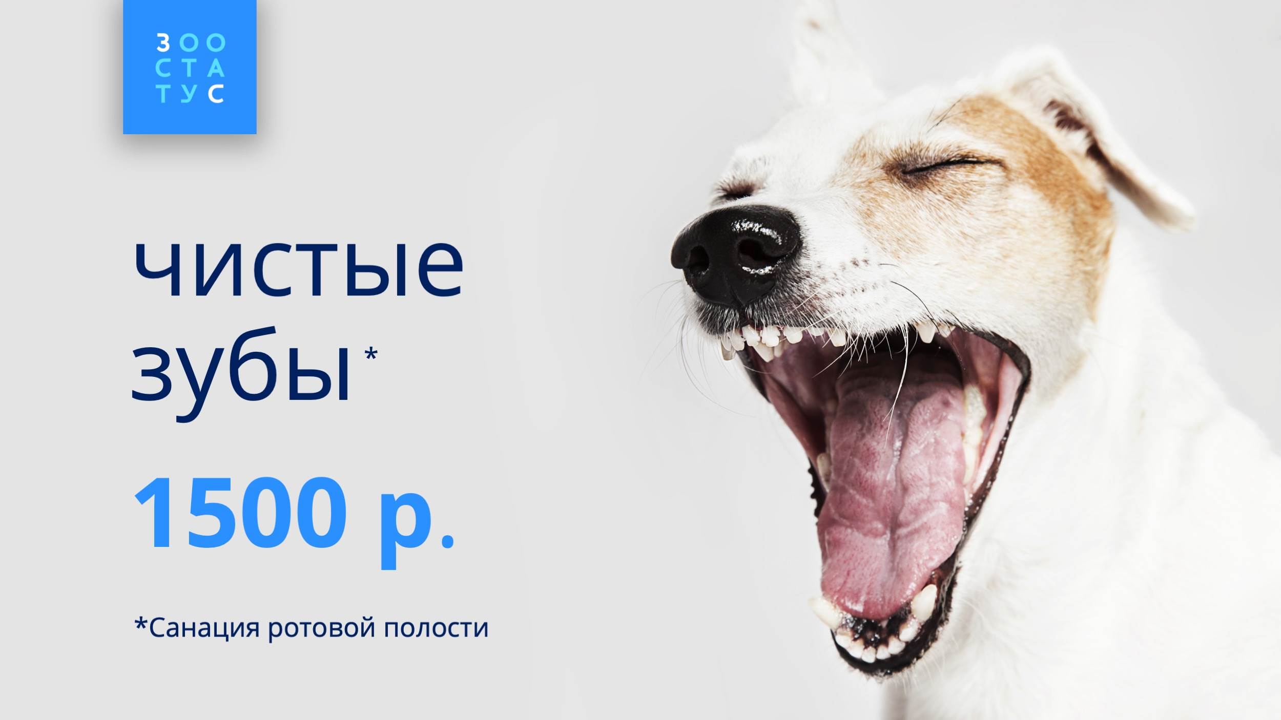 Седация для чистки зубов собакам Фото седация для животных опасна