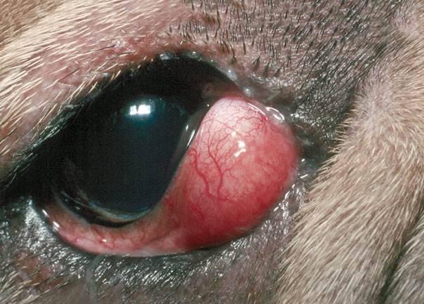Синдром вишневого глаза у спаниеля