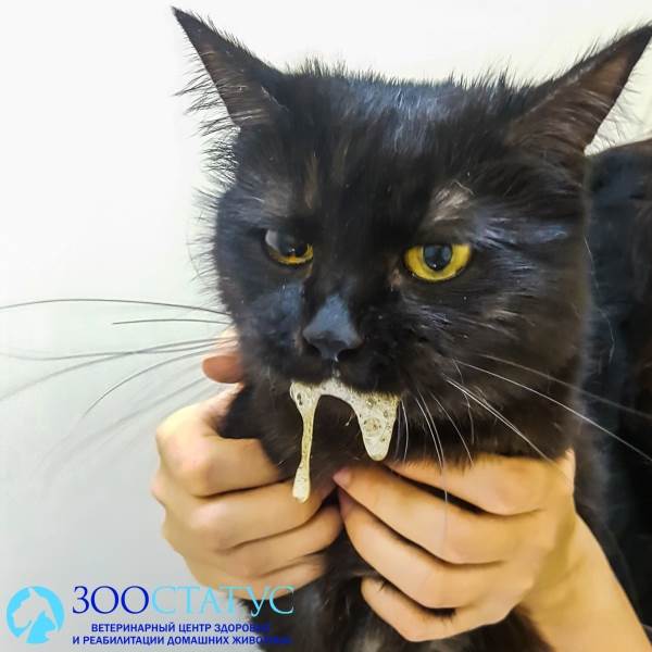 Почему у кота текут слюни изо рта: причины и лечение в клинике Зоостатус