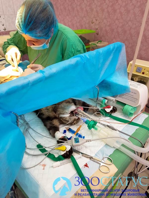 стерилизация кошки