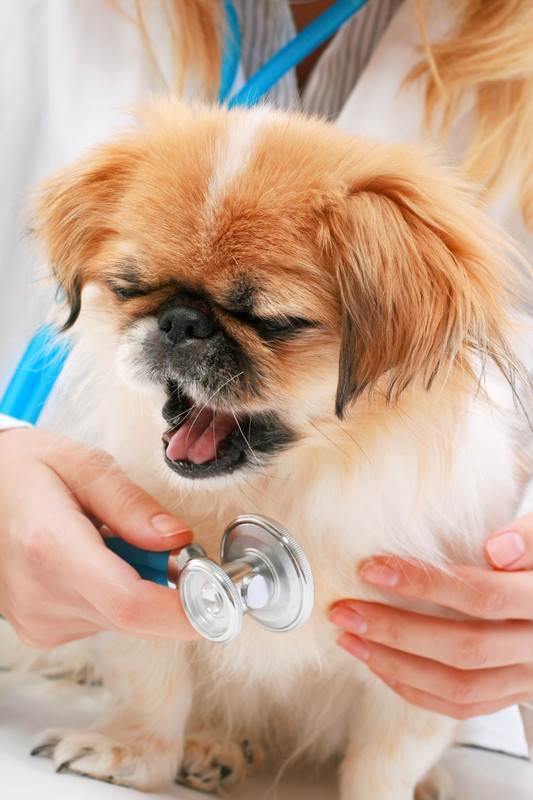 Трахеит у собак - симптомы и лечение трахеита у собак