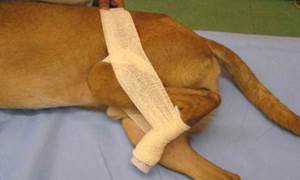 Диагностика и лечение вывиха тазобедренного сустава у собак