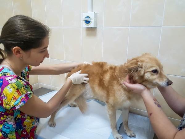 осмотр собаки перед вакцинацией
