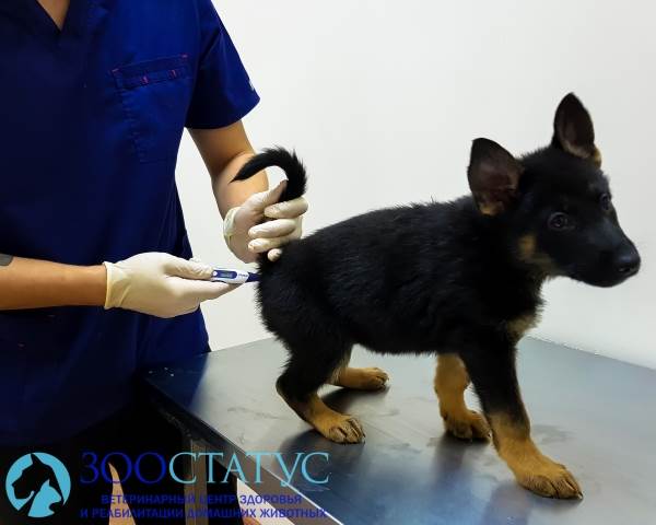 Прививки от бешенства собакам и их опасность thumbnail