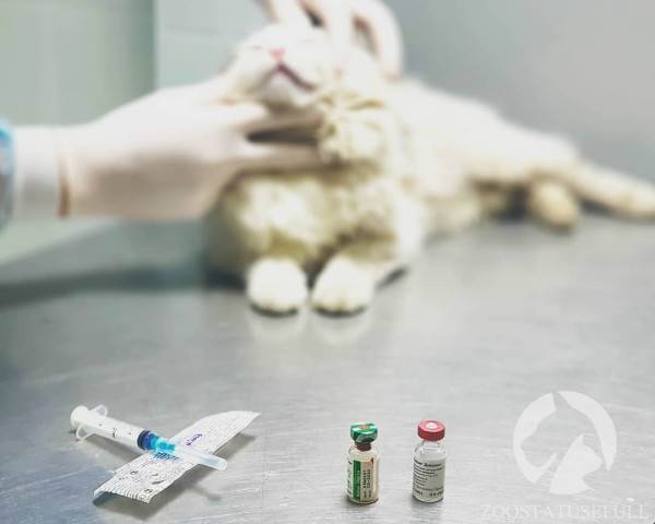 вакцинация подобранных животных