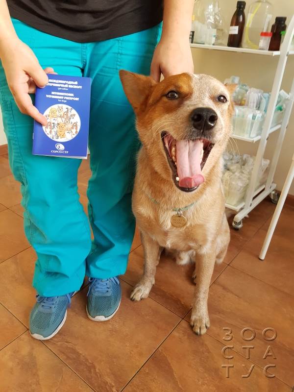 Международный ветеринарный паспорт для собак