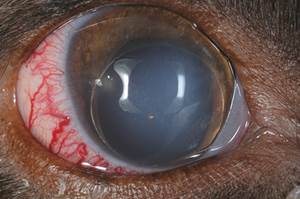 Вывих хрусталика глаза у собаки есть шанс спасти зрение