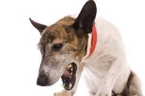 Ветеринария заболевания желудочно кишечного тракта у собак