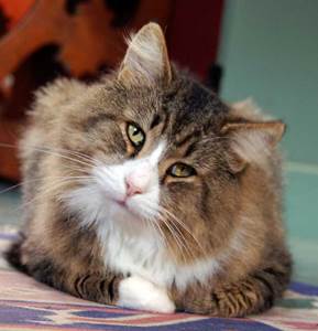 Нарушение вестибулярного аппарата у кошек лечение в домашних условиях